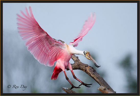 Roseate Spoonbill (Ajaia ajaja), High Island